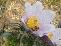 Samiec murarki ogrodowej w kwiecie sasanki